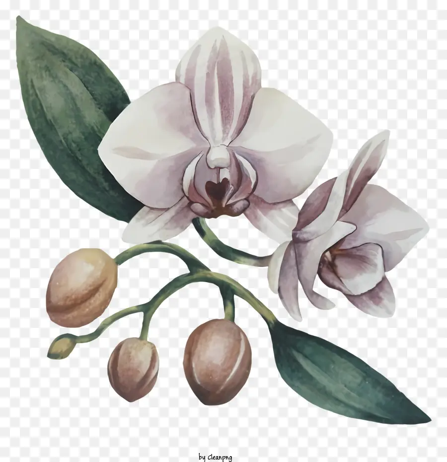 акварельная живопись，Белая Орхидея PNG