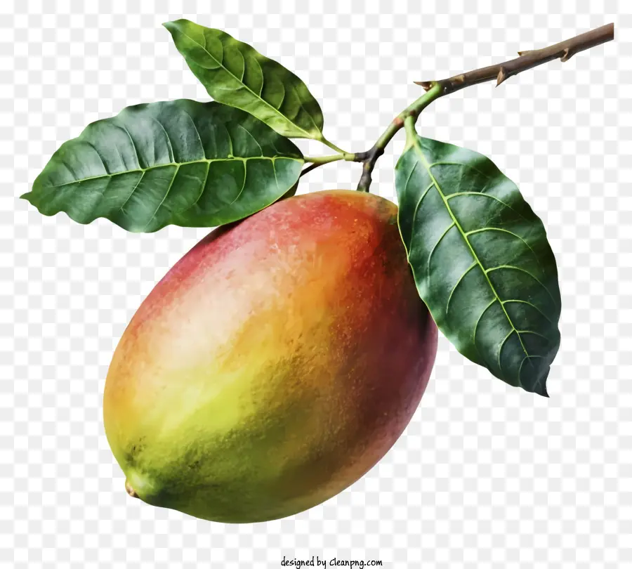 Ripe Mango，Большой круглый манго PNG