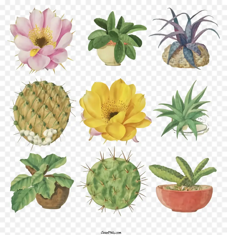 Сочные растения，Cacti PNG