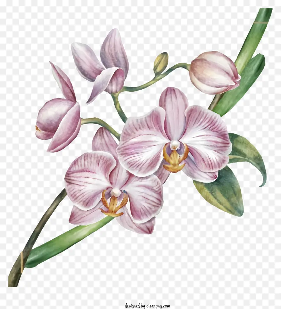 розовые орхидеи，Розовые цветы PNG