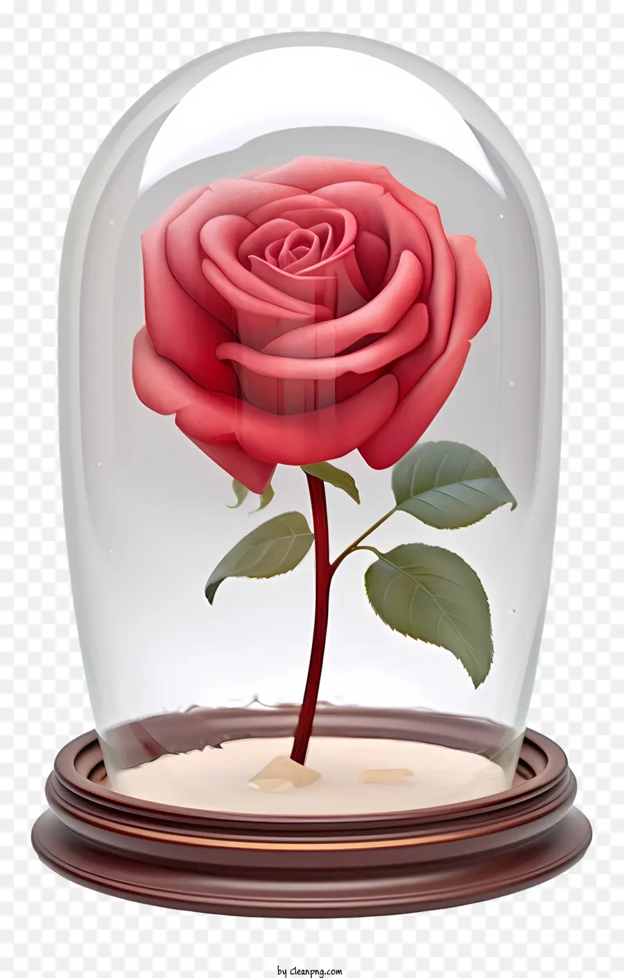 красная роза，стеклянный купол PNG