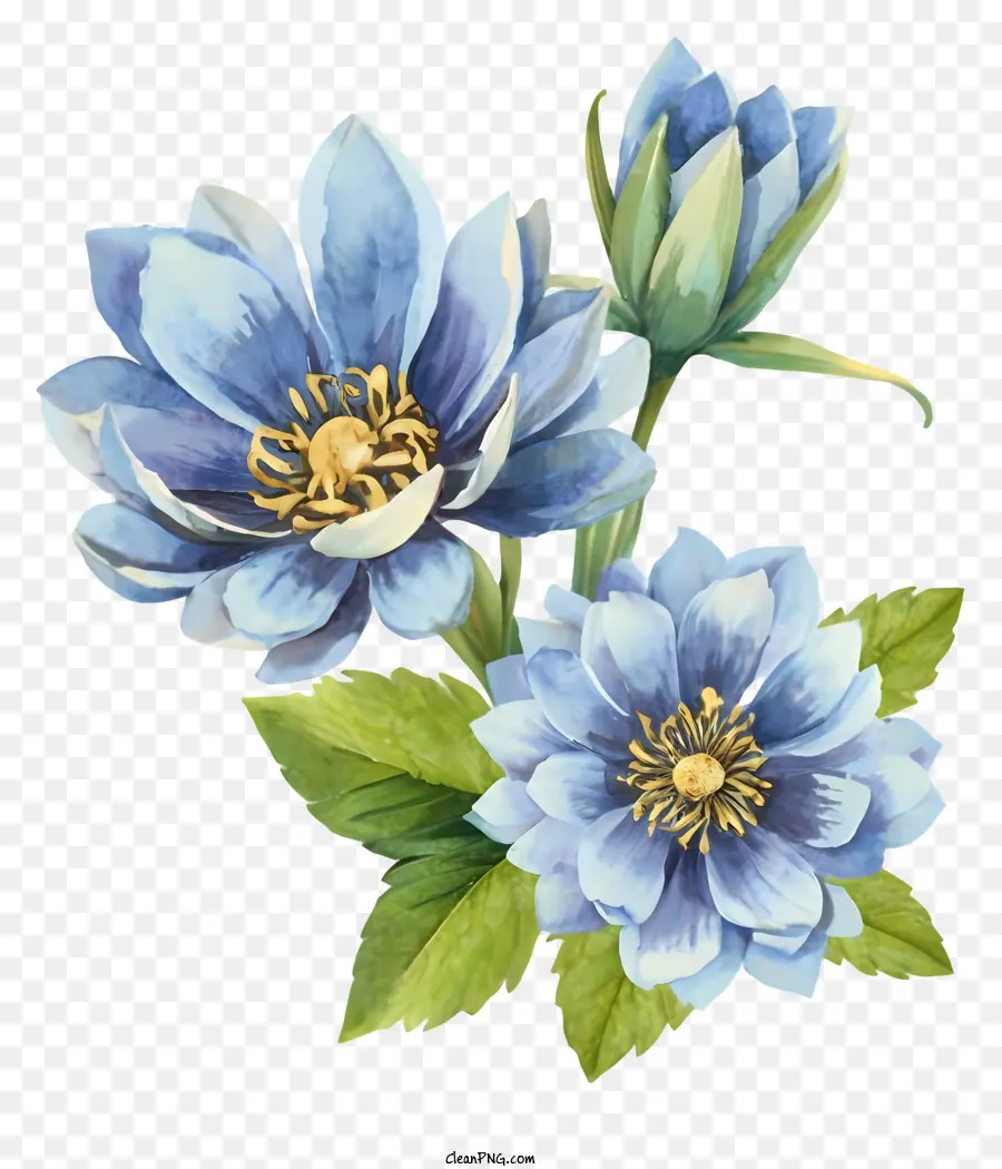 Голубые лилии，шесть лепестков PNG