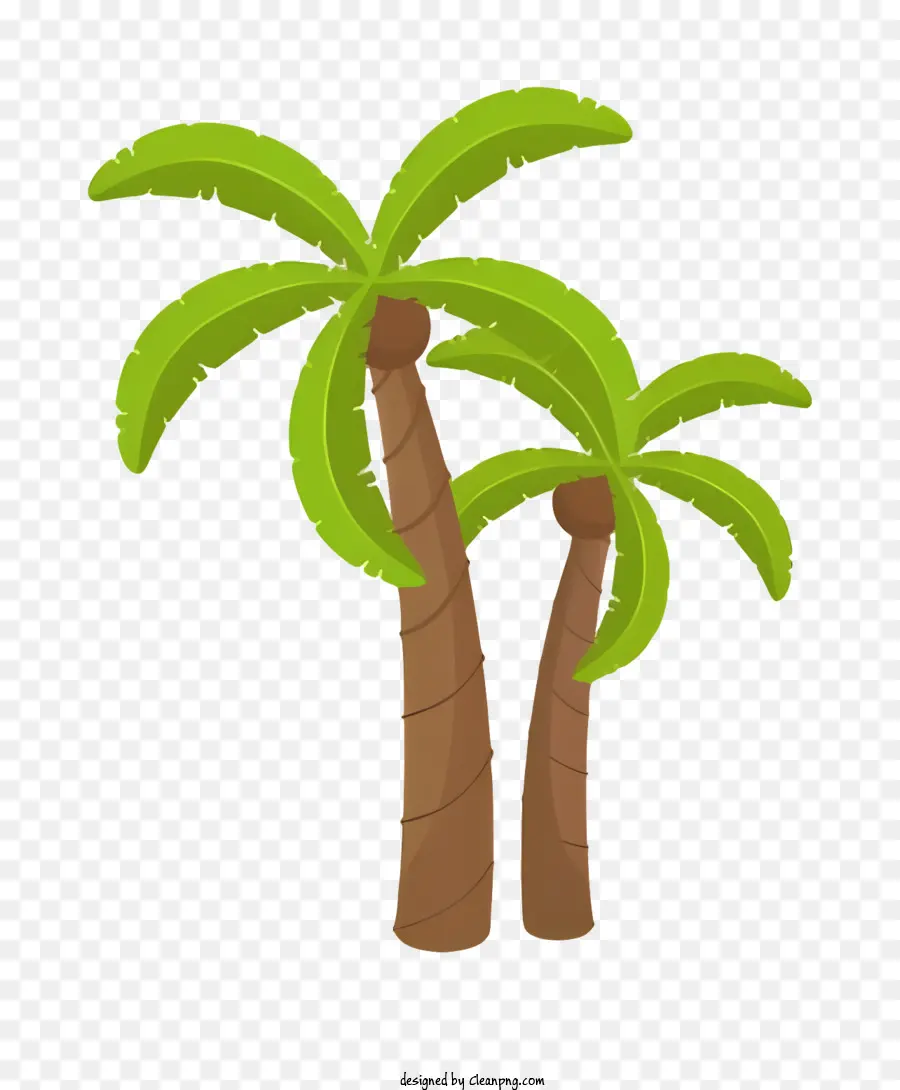 пальмы，листья PNG