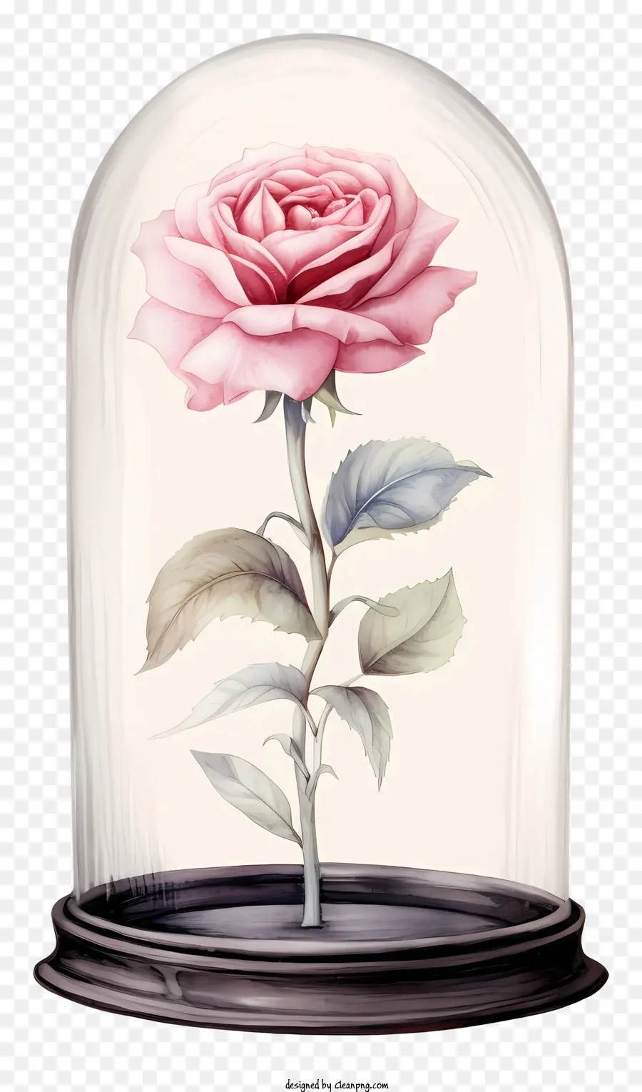 стеклянный купол，Pink Rose PNG