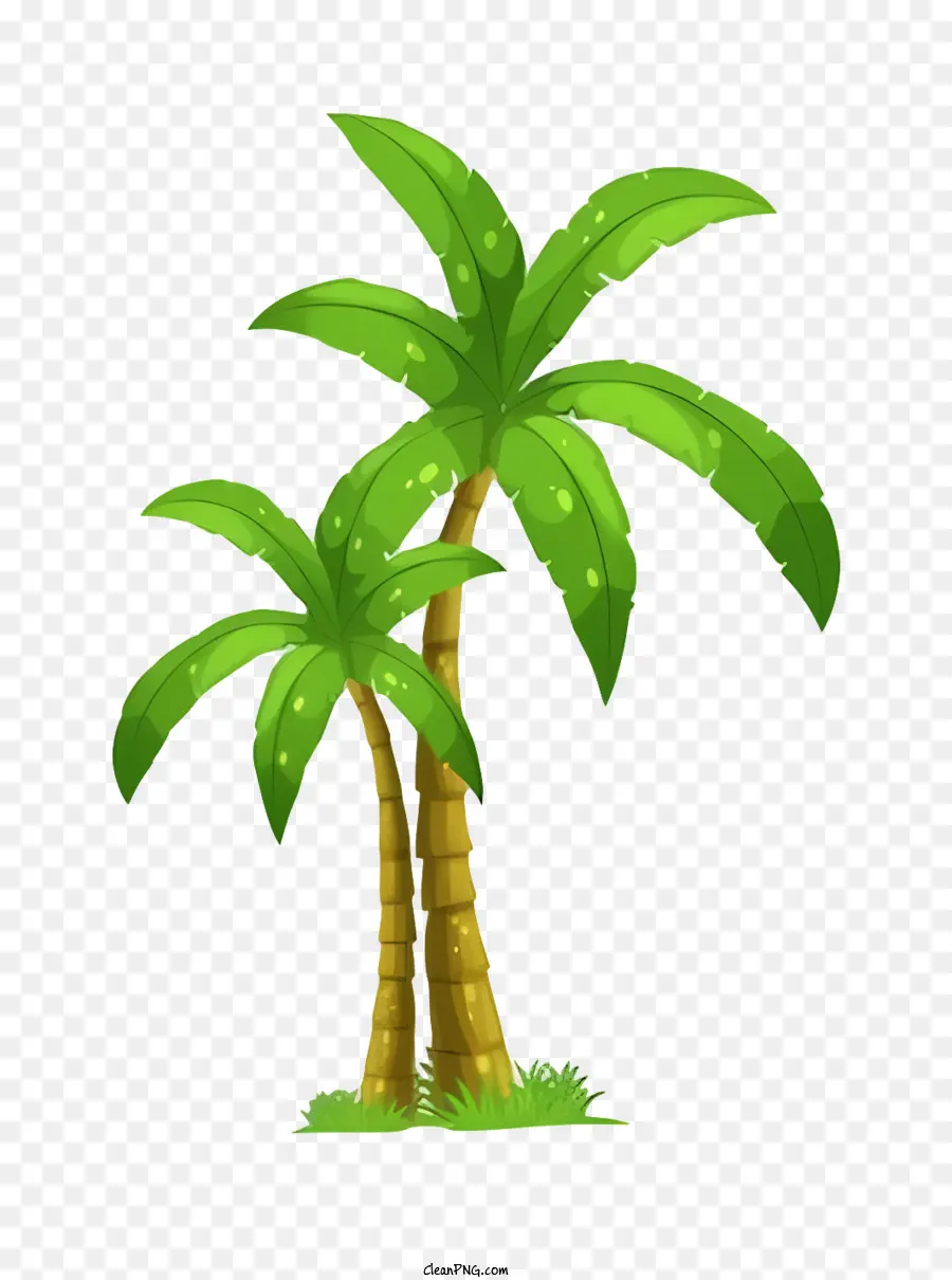 Зеленая пальма，большие листья PNG