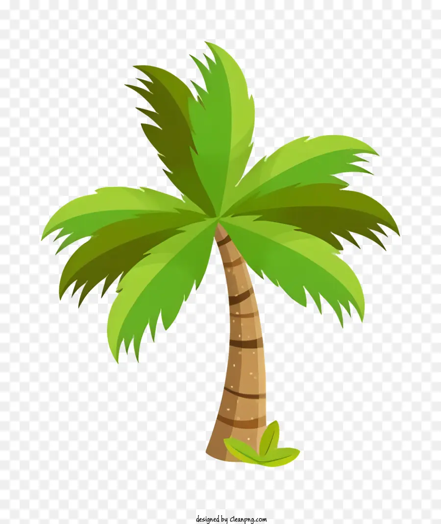 Пальма，Тропическое растение PNG