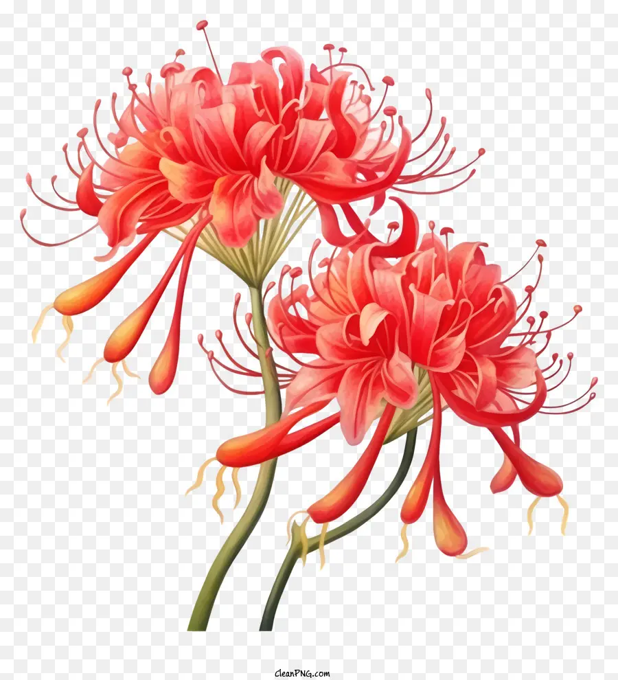 черно белая иллюстрация，Гигантские красные цветы гибискуса PNG