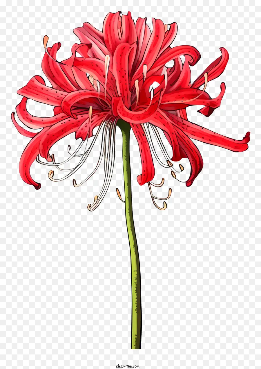 красный цветок，Упомянутые лепестки PNG