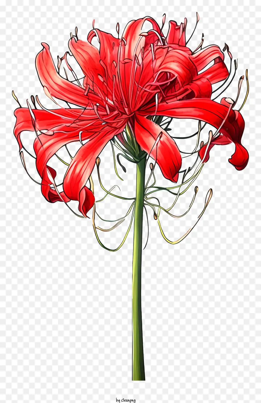 красный цветок，длинные лепестки PNG