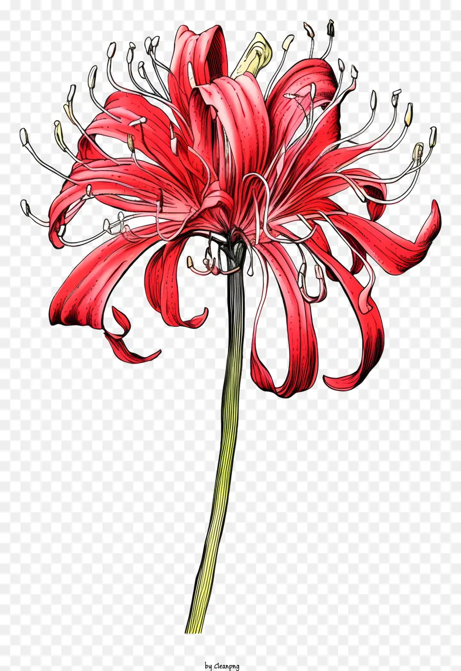 красный цветок，черный фон PNG