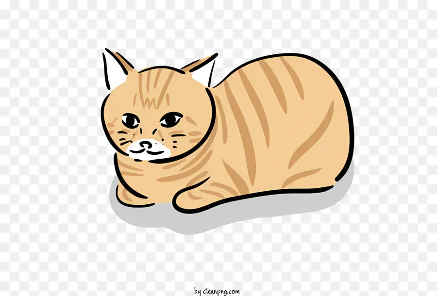 полосатый кот，коричневый и белый кот PNG
