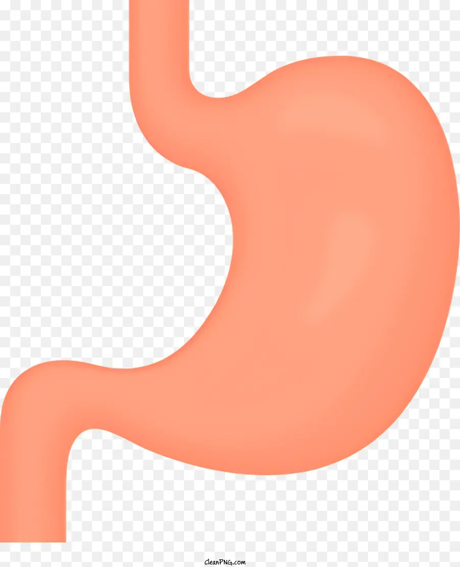 Человеческий желудок，Пищеварительная Система PNG