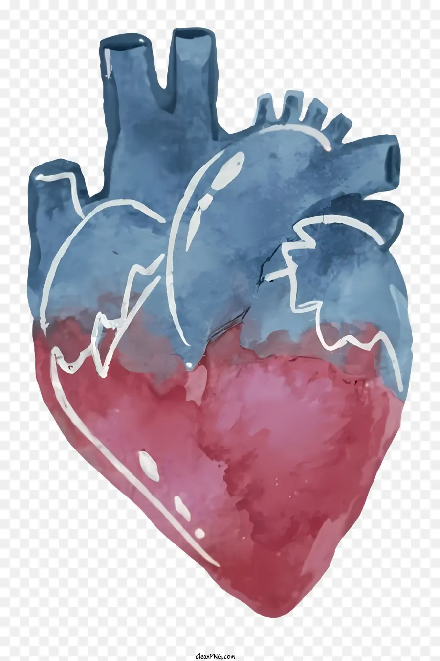 Человеческое сердце，желудочки PNG
