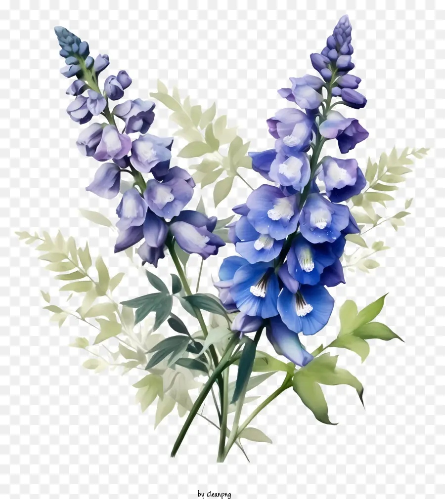 Delphinium Flower Art，Белладонна Лили PNG