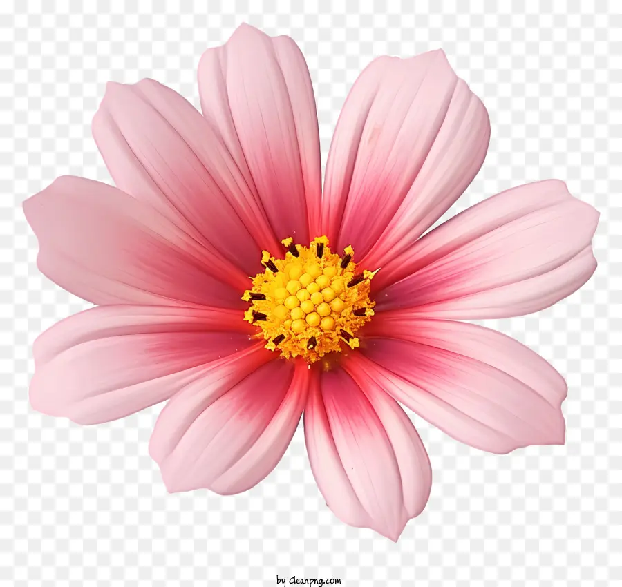 Реалистичный 3d Космос Цветок，розовый цветок PNG