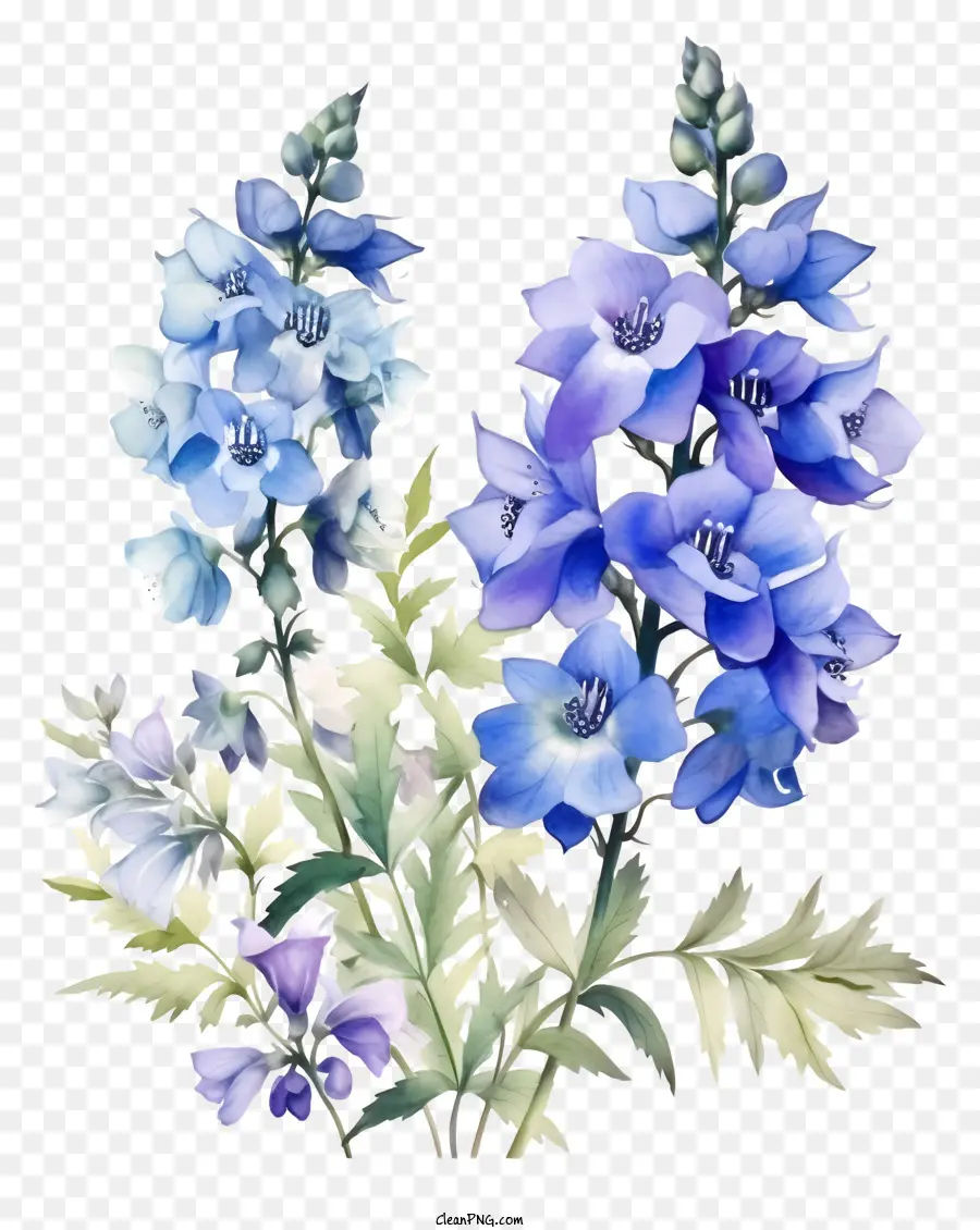 Delphinium Flower Art，синие цветы PNG