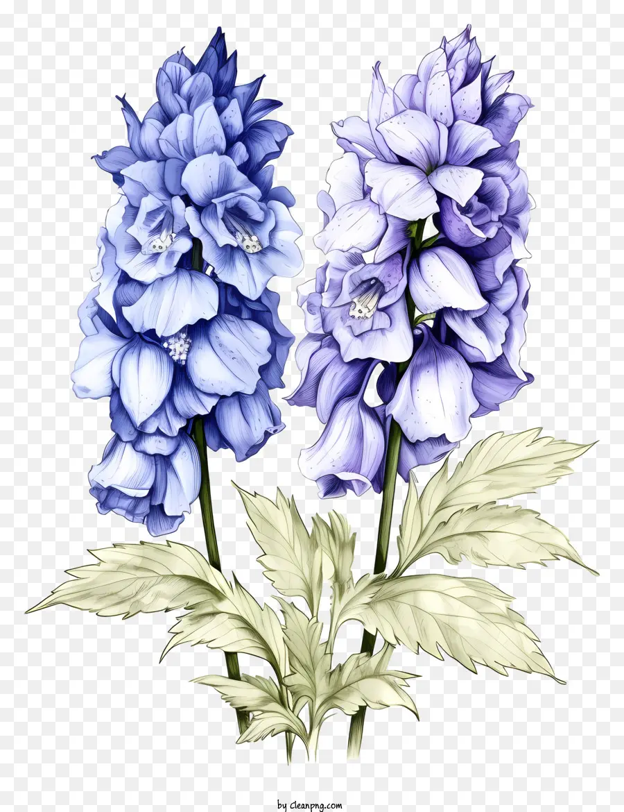 Эскиз дельфиний цветок，Синие цветы гибискуса PNG