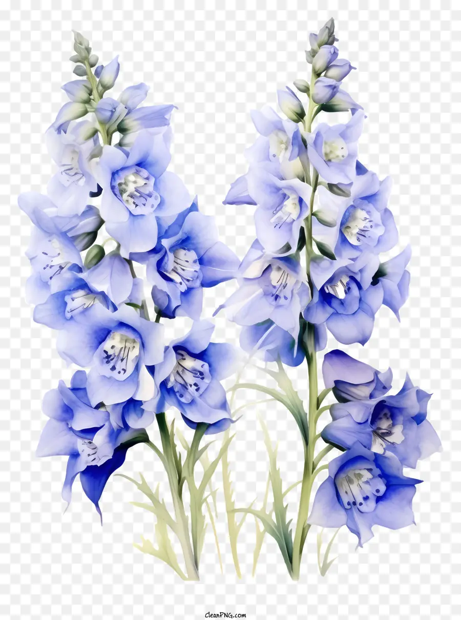 Delphinium Flower Art，Голубой цветок PNG