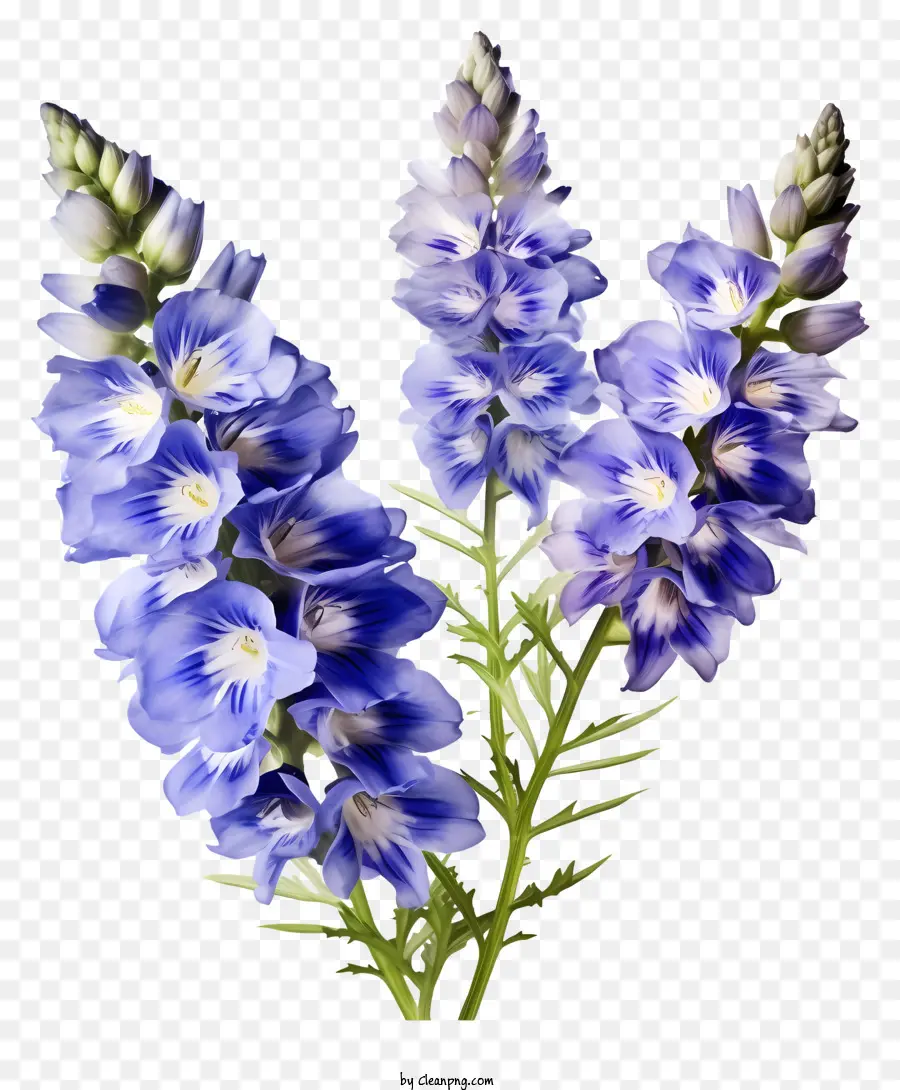 куча дельфиний цветок，фиолетовые цветы PNG
