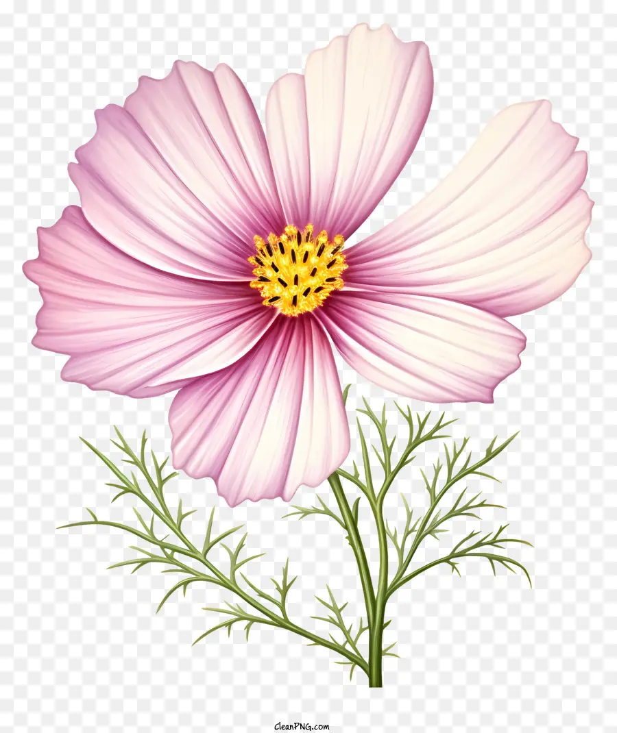 Реалистичный космос цветок，розовый цветок PNG