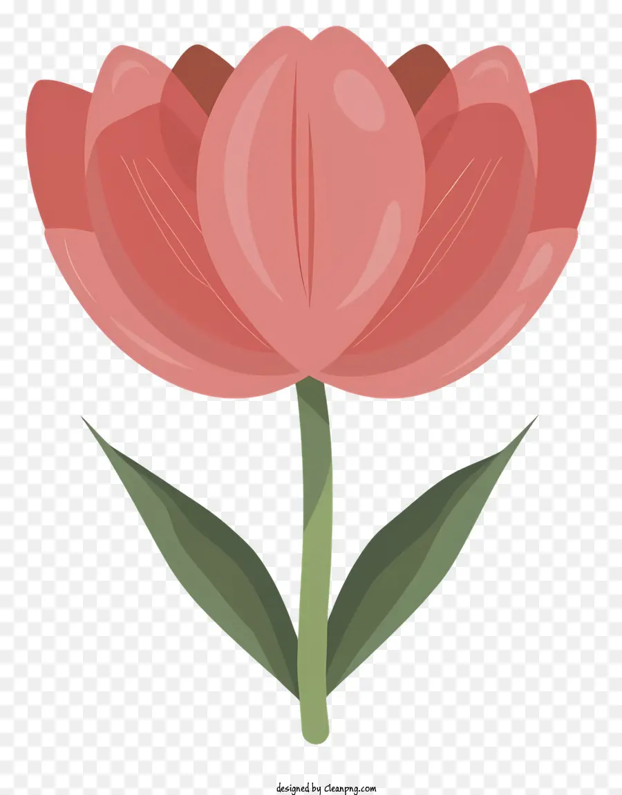 мультфильм，Розовый цветок тюльпана PNG
