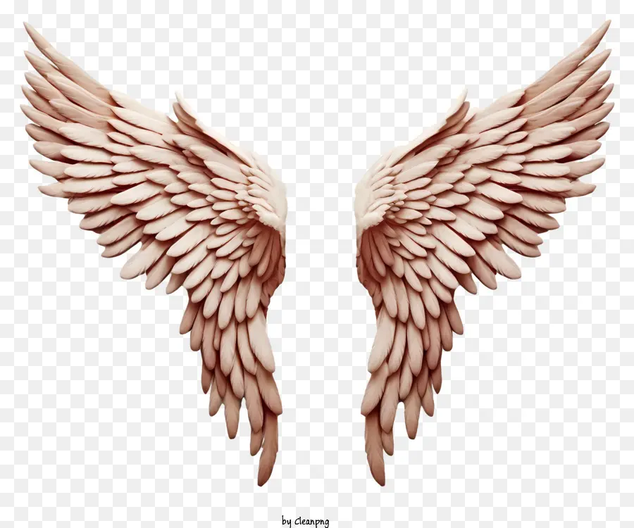 крылья ангела，пернатые крылья PNG