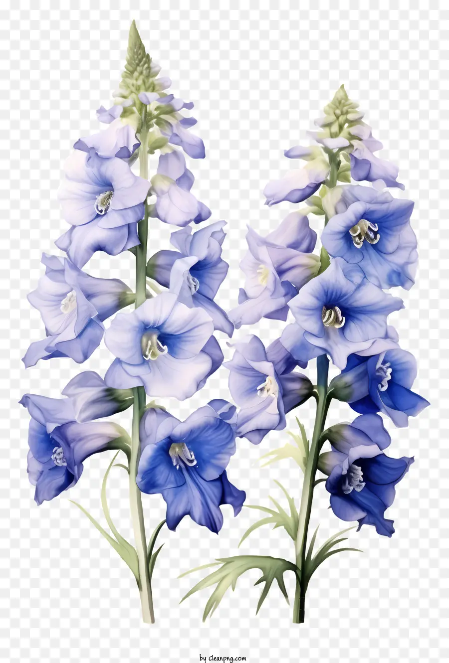 Цветок дельфиния，синие цветы PNG