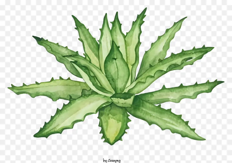 мультфильм，Aloe Vera Plant PNG