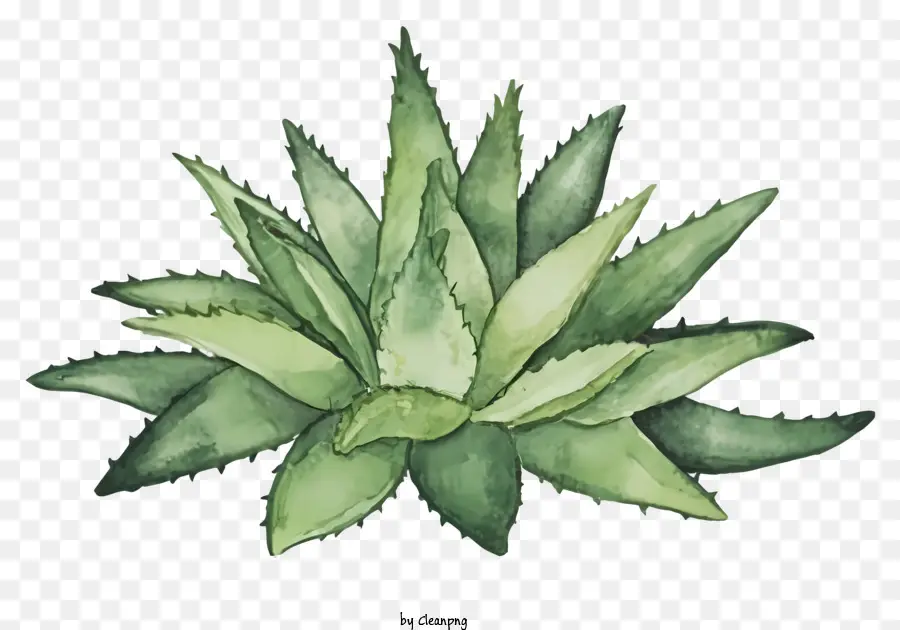 мультфильм，Aloe Vera Plant PNG