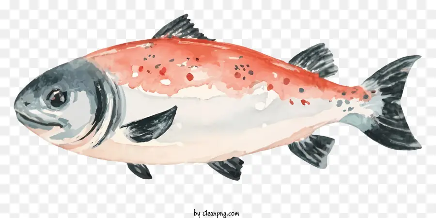 красно белая рыба，Черная полоса рыба PNG