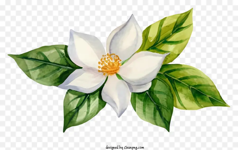 мультфильм，белый цветок PNG