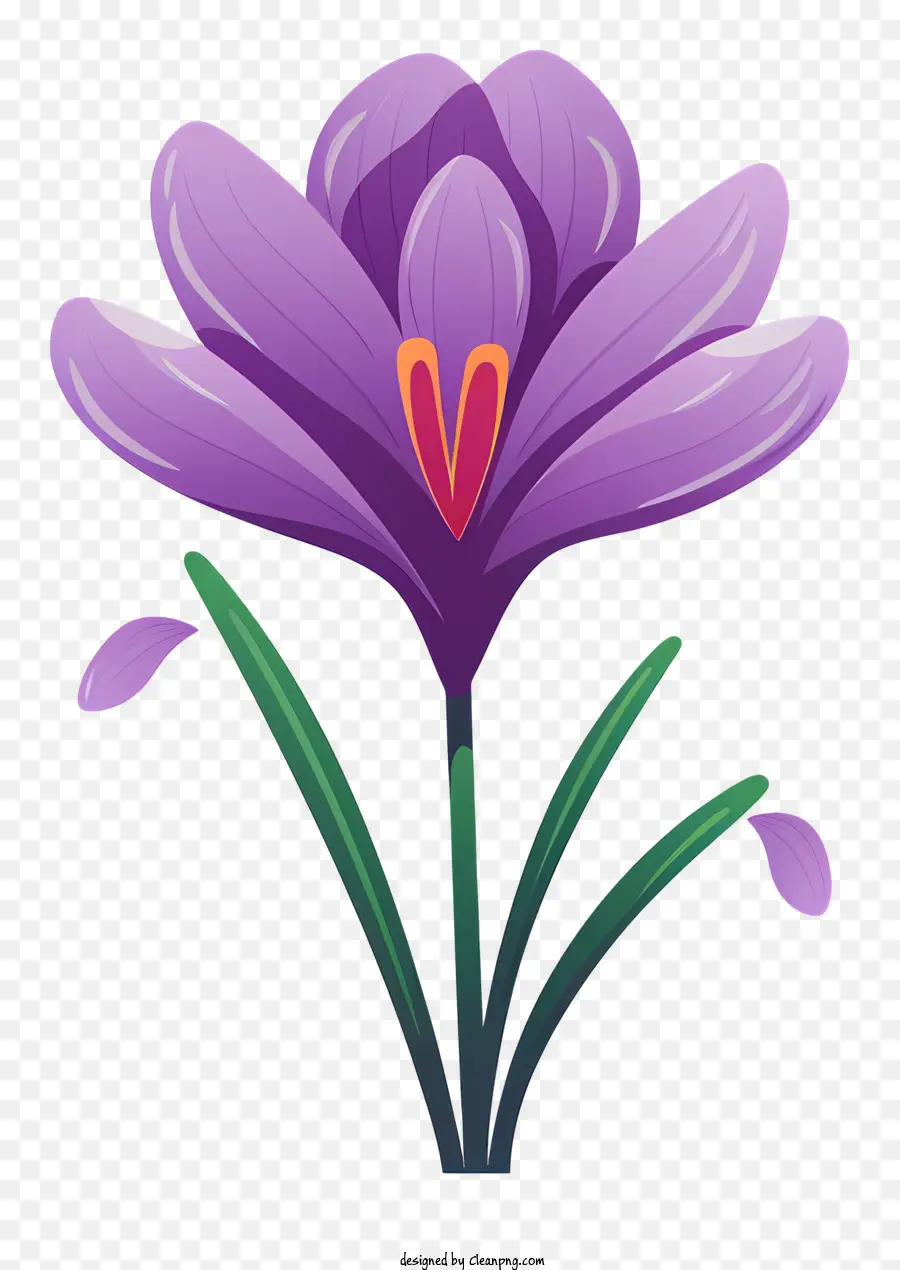 Фиолетовый крокус，Фиолетовый крокантный цветок PNG