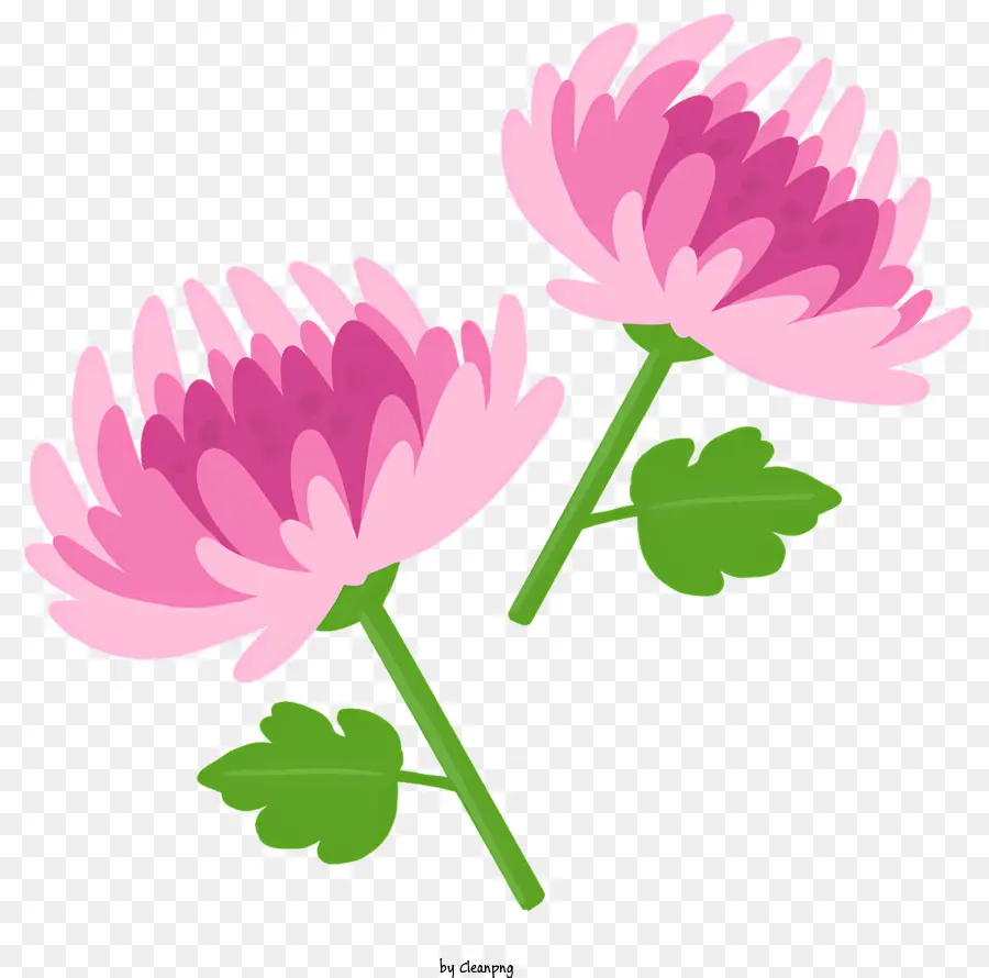 Розовые цветы，Chloranthus PNG