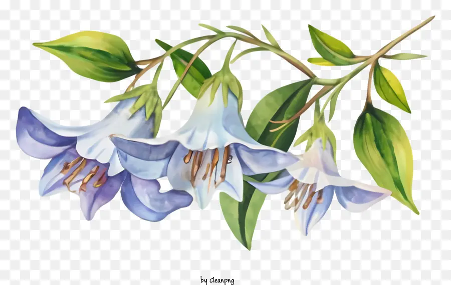 мультфильм，синие цветы PNG