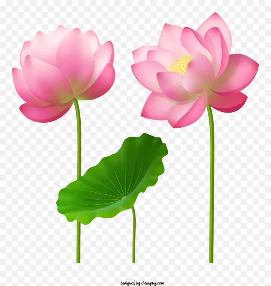 мультфильм，Розовые цветы лотоса PNG