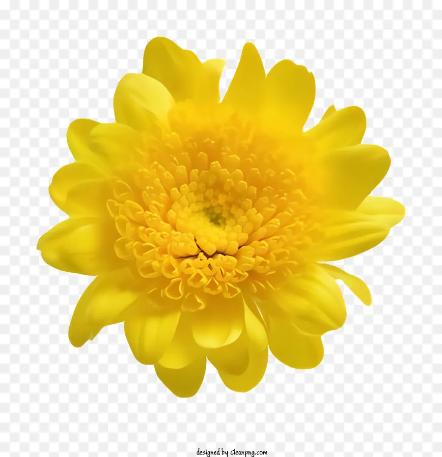 желтый цветок，черный фон PNG