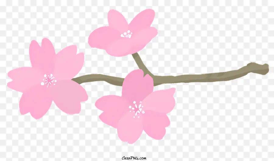 Сакура цветы，Вишни PNG
