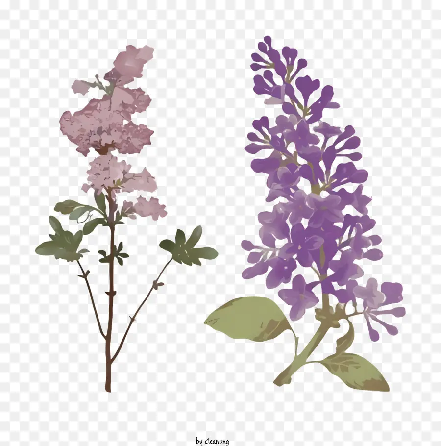фиолетовый цветок，темный фон PNG