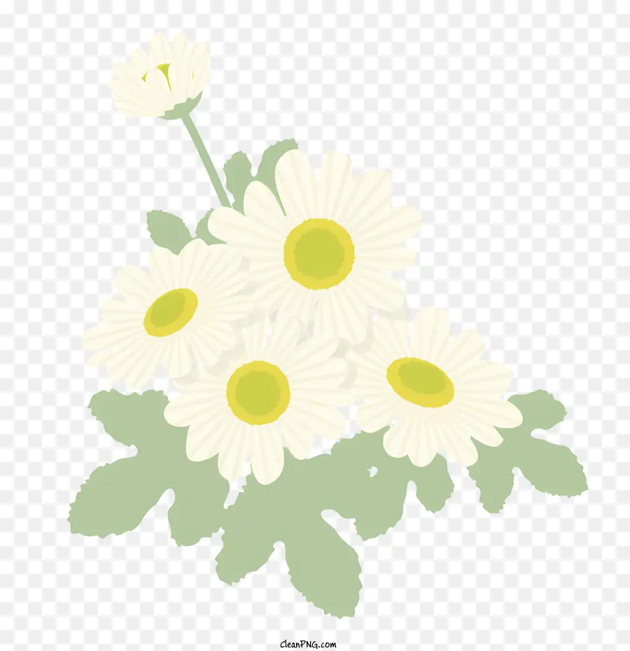 Дейзи цветок，белый Дейзи PNG