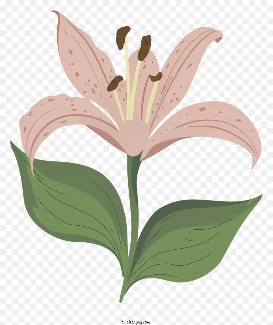 мультфильм，Розовый цветок лилии PNG