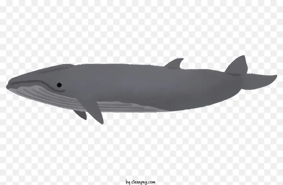 природа，Серых китов PNG