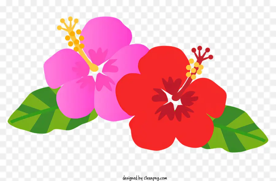 цветы гибискуса，красный гибискус PNG