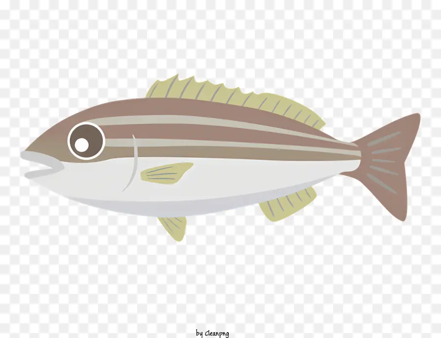Полосатый окунь，Рыбы PNG