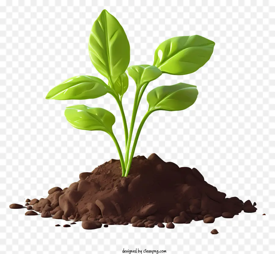 Разрастание листьями，роста растений PNG