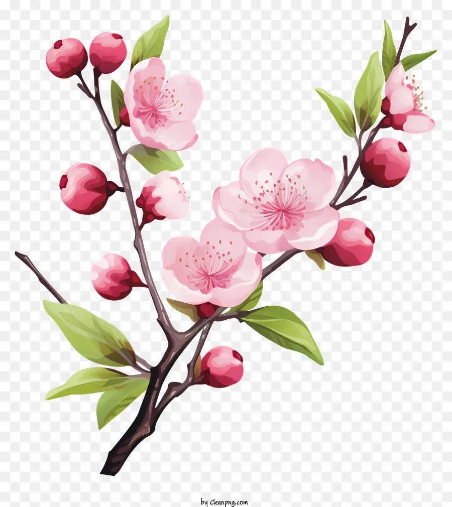 Акварельный вишневый ветвь расцвет，Цветочная ветвь дерева PNG