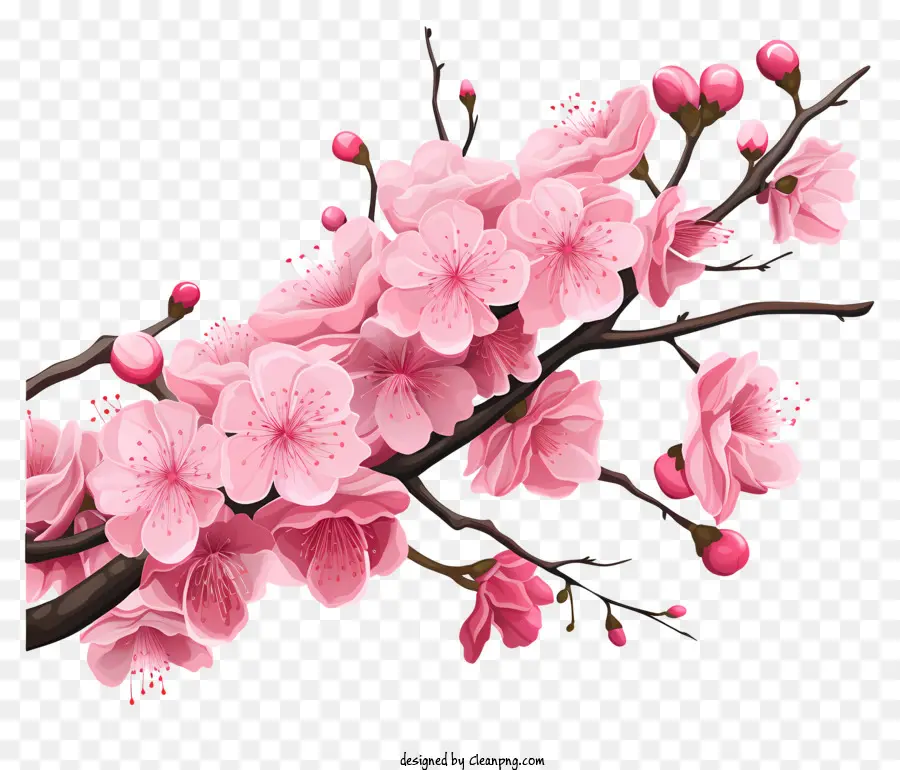 Сакура вишневый ветвь с цветущими цветами，Сакура PNG