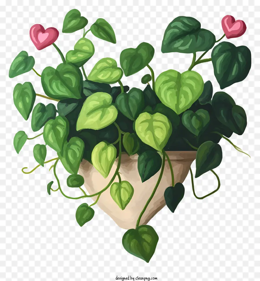 Сердце в форме растения，Сердечное растение в горшках PNG