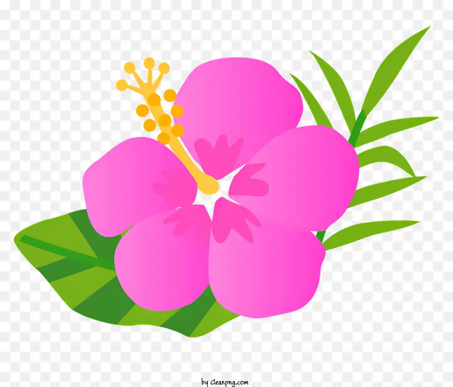 Розовый цветок гибискуса，зеленые листья PNG