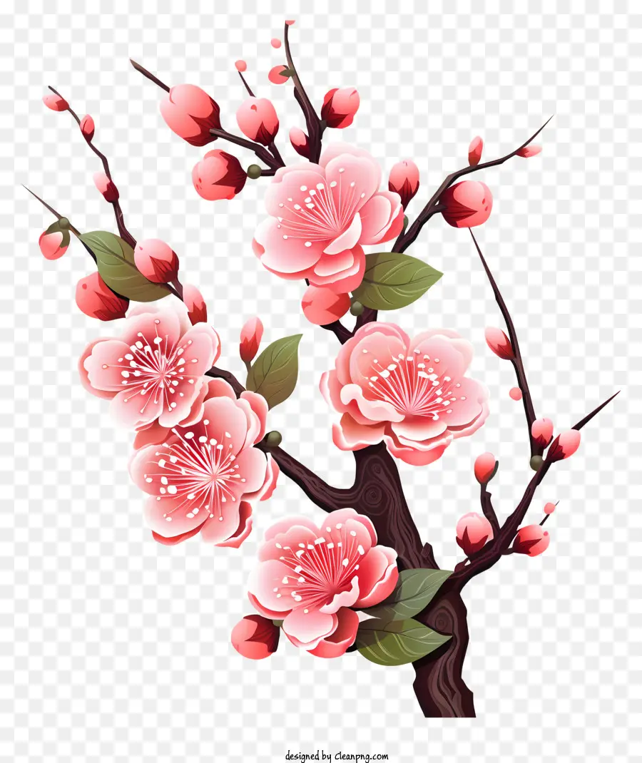 Сакура ветви и цветы，Вишневое дерево PNG