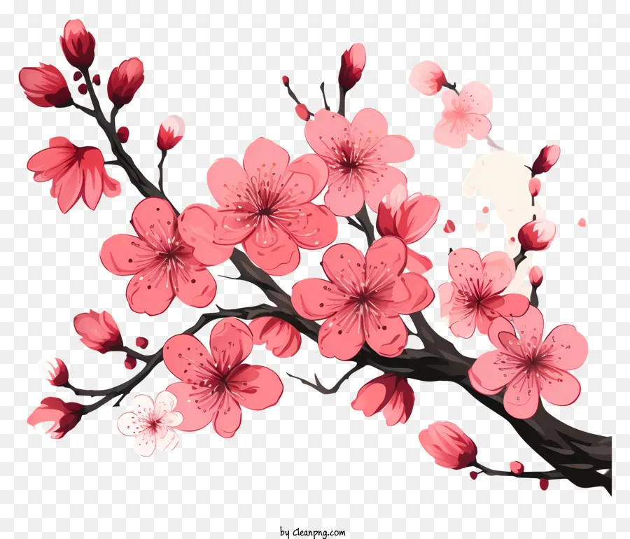 Сакура ветви и цветы，Цветение вишневого дерева PNG